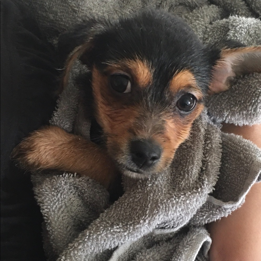 Meet your Posher, Maggie